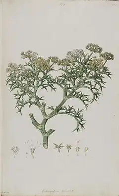 Description de l'image Echinophora spinosa (Bauer).jpg.