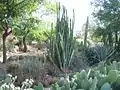 Un grand spécimen de Echinopsis pachanoi en culture.