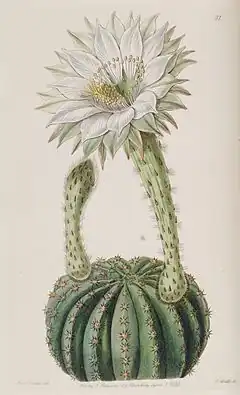 Description de l'image Echinopsis eyriesii (Echinocactus eyriesii var. glaucus) Edwards's Bot. Reg. 24 31. 1838.jpg.