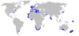 Carte du monde zonant en bleu la distribution du squale bouclé.