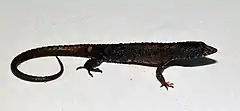 Description de l'image Echinosaura palmeri.jpg.