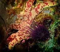 Echinostrephus molaris aux Maldives.