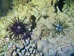 Les deux espèces (E. calamaris "sombre" et E. diadema), juvéniles, côté à côté à Mayotte.