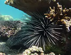 Oursin à double-piquants (Echinothrix calamaris)