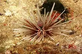 Individu à radioles primaires blanches (Iriomote-jima, Japon)