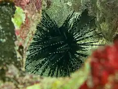 Un oursin à doubles piquants (Echinothrix diadema)