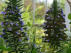 Description de l'image Echium pininana.jpg.