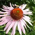 Echinacea purpurea