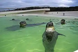 Les phoques communs dans leur bassin.