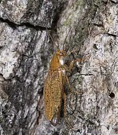 Blattodea - Ectobius pallidus