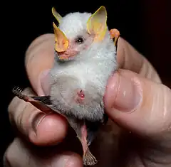 Description de l'image Ectophylla alba in hand.jpg.