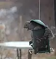 Les écureuils peuvent rapidement vider une mangeoire s'ils y ont accès.
