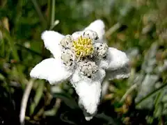 Photographie d'une fleur.