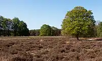 Edese Hei, l'arbre sur la bruyère