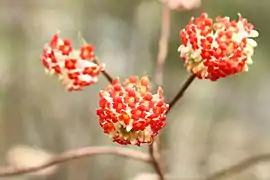 Variété jaune et rouge