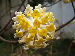 Inflorescences portées par un pédoncule recourbé