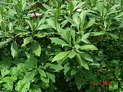 Feuilles à base cunéiforme