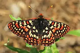 Euphydryas editha