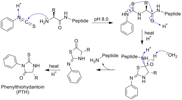 La Dégradation d'Edman avec générique acide aminé de la chaîne peptidique.