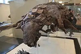 Edmontonia