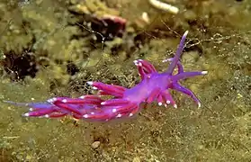 Flabellina pedata