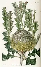 Banksia speciosa - Illustration 1728 du Edwards's Botanical Register, Volume 20, signée "Miss Drake"