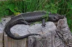 Egernia kingii, un lézard dont la taille est comparable à celle d'un iguane;