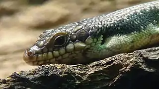 Ménagerie du jardin des plantes - Paris/France