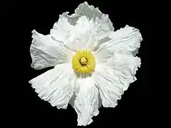 Fleur d'un blanc éclatant