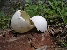 Coquille d'œuf cassée en deux partie, posée sur l'herbe.