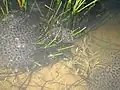 Pontes de grenouille rousse et de crapaud commun (chapelets d’œufs noirs)