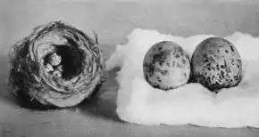 Photographie en noir et blanc d'un nid d'oiseau et de deux œufs recueillis par Henry David Thoreau et donnés au Muséum d'Histoire Naturelle de Boston par l'écrivain. Les deux œufs sont posés sur un lit fait de coton.