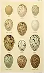 Comparaison de différents œufs de corvidés (choucas: 3 rangée en partant du haut, milieu)