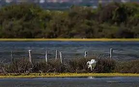 Egretta garzetta