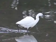 Aigrette garzette.