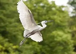 Aigrette garzette