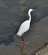 Aigrette garzette sur les bords du Nil près de Louxor, Égypte.