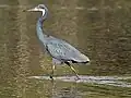 Aigrette des récifs