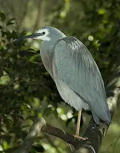 Aigrette à face blanche (Egretta novaehollandiae) - Accidentelle