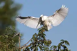 Photographie en couleurs d'un oiseau blanc au-dessus d'un arbre, les ailes déployées.