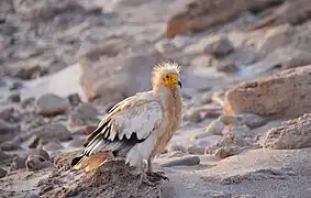 Vautour percnoptère à Socotra (Yémen) en juillet 2020.