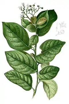 Description de l'image Ehretia acuminata Blanco1.70-cropped.jpg.