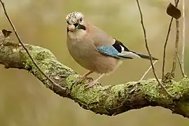 Geai des chênes.