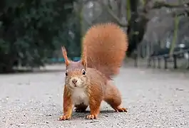 Vue en couleur d'un écureuil roux de face, la queue dressée.