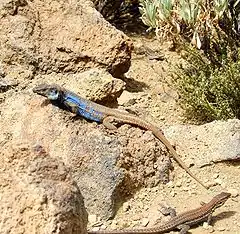 Deux lézards, dont un au ventre bleu, sur un sol volcanique.