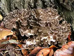 Le Polypore en touffe