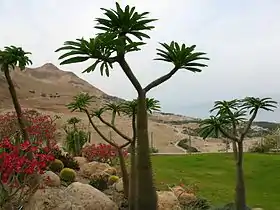 Ein Gedi (kibboutz)