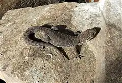 Description de l'image Ejemplar de Geko de las piedras (Homonota uruguayensis), Uruguay, 2022.jpg.