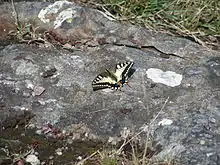 Papillon Machaon près d'Ekenäs (Sydkoster)