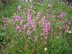 Lychnis fleurs de coucou.